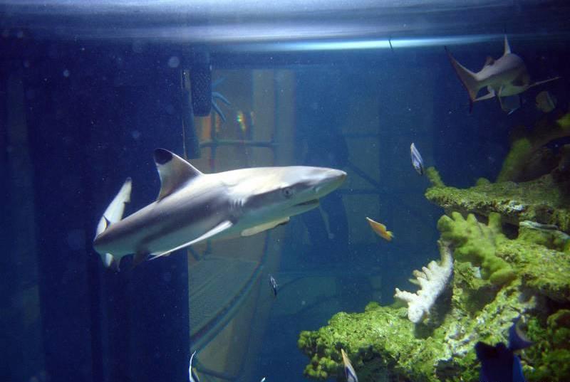 Rekiny z akwarium w Arkadach Wrocawskich pojechay do Londynu