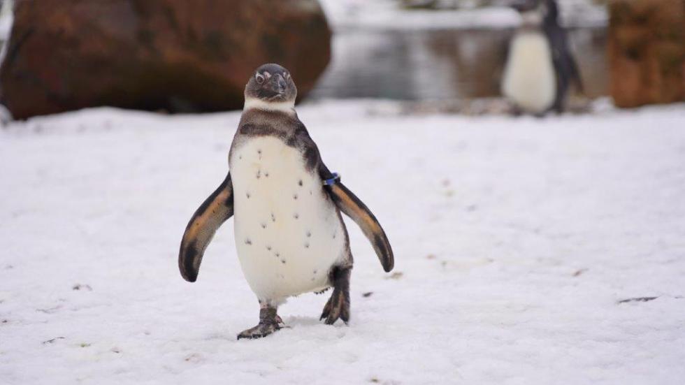 Wrocaskie zoo - dzie wiadomoci o pingwinach 2021 - uratowalimy ju 120 „Kowalskich” 